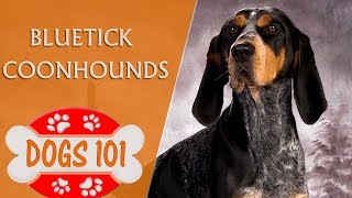 Dogs 101  Bluetick Coonhounds  Top Dog Facts About the Bluetick Coonhounds [upl. by Zertnom234]