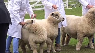 Great Yorkshire Show Day 2 Afternoon 10th July 2019 [upl. by Eonak]