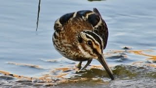 Jack snipe Lymnocryptes minimus Κουφομπεκάτσινο  Μονοπικάτσονο [upl. by Siddon]