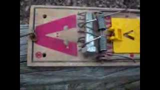 how to modify a rat trap to catch squirrels easy [upl. by Lindemann]