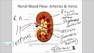 Renal Blood Flowwmv [upl. by Dlorrej]