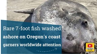 Rare 7foot fish washed ashore on Oregons coast garners worldwide attention [upl. by Yrovi767]