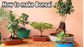 How to make bonsai Bougainville bonsai ficus bonsai Ginseng bonsai [upl. by Tasha]