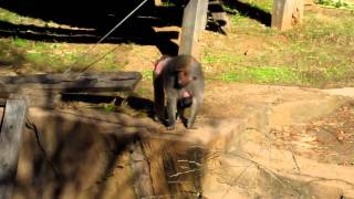 Hamadryas Baboon mom carrying and nursing 8dayold babymov [upl. by Blight]