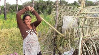 JANAINA NOS MOSTRA COMO É A COLHEITA DO ARROZ [upl. by Ardnuyek]