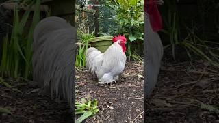 Horoz Sesi  Rooster Sound cücekoşin brahma ayamcemani serama tavuk Yumurta kümes viralsound [upl. by Houser]