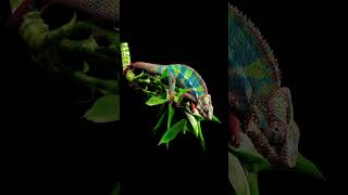 quotThe Incredible Transformation Watch How a Chameleon Changes Colorquot [upl. by Phenica]