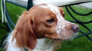 Brittany Spaniel Epagneul Breton [upl. by Ahsaetan48]