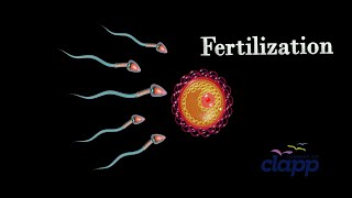 A great compatative journey Human Fertilization in 45 seconds [upl. by Publea948]