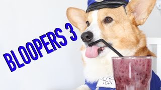 FUNNIEST BLOOPERS  Topi the Corgi [upl. by Jonathon232]