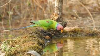 Plumheaded Parakeet [upl. by Thornburg]