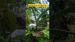 Orchid Plants On Old Tree👍How To Grow Orchid Tree👍orchid orchids shorts youtubeshorts [upl. by Llevron]