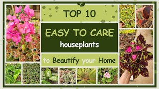 TOP 10 EASIEST HOUSEPLANTS to Beautify Your Home with Care Tips amp Perfect Placement [upl. by Eelrahc]