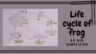 How to draw life cycle of a frog step by step  Life cycle of frog in easy steps [upl. by Ecnarrat834]