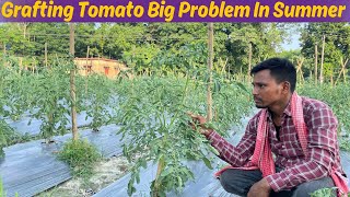 Tomato Plants Big Problem In Summer [upl. by Heinrick]