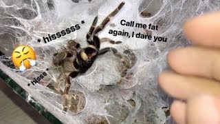 My tarantula got PISSED when I called her FAT  Stridulating [upl. by Sirromed]