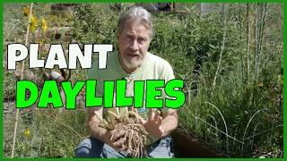 How to Plant Daylilies [upl. by Harry218]