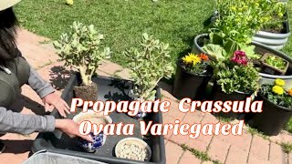 How Propagate Crassula Ovata Variegated Jade Succulent Plant [upl. by Sibyl]