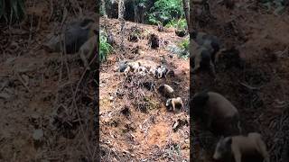 A Lot Baby Piglet Feed Mother pig boar viral animal pigfarmvideo wildpig wildboar wildlife [upl. by Gretal476]