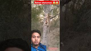 Khatarnak scene bhai 😱😱 animals tiger glasscuttingshortvideo [upl. by Nyvlem]