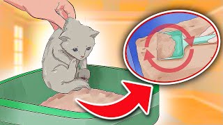 How To “LITTER TRAIN” Little Kittens In Simple 6 Steps IT REALLY WORKS [upl. by Batista]