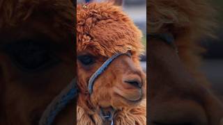 Alpaca sounds  Alpaca Noise [upl. by Suirada]