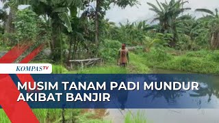 Musim Tanam Padi Diprediksi Mundur Akibat Banjir Petani Hanya Bisa Pasrah [upl. by Ennagroeg724]