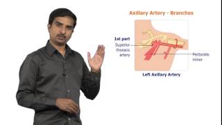 AXILLARY ARTERY  USMLE Quick review [upl. by Britni]