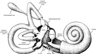 Introduction to Vestibular system [upl. by Onailerua410]