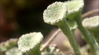 Lichen Cladonia [upl. by Nittirb709]