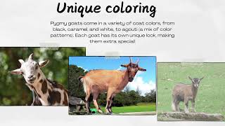 10 facts about pygmy goats [upl. by Annavaig542]