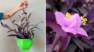 How to grow Tradescantia plant with water medicinal uses originating from Gulf Mexico [upl. by Ethelstan]