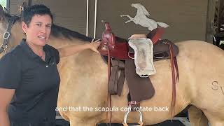 Learn how to tell if your Western saddle fits your horse correctly [upl. by Haran]