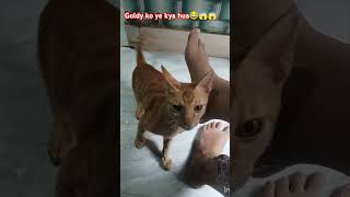 Goldy ko ye kya hua 😱😱cat catlover petlovers pets youtubeshorts shortsfeed viralvideo shorts [upl. by Nnaarual]