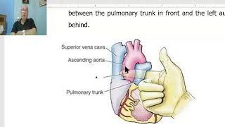 Anatomy CVS Module in Arabic 11  Transverse sinus of pericardium  by Dr Wahdan [upl. by Einahpats]