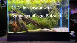 29 Gallon Tank with Gymnogeophagus Balzanii [upl. by Giliana]