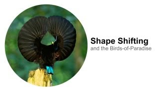 Shape Shifting and the BirdsofParadise [upl. by Schertz]