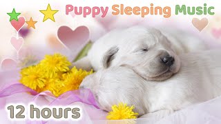 ☆ 12 HOURS ☆ Puppy Sleeping Music 🐶💗 ♫ Anti Separation Anxiety Relief ☆ Dog Relaxation [upl. by Ossy]