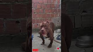 American bully xxl lekthebestkennel [upl. by Molton496]