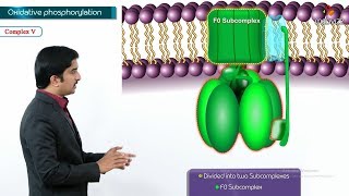 Oxidative phosphorylation Animation  Formation of ATP amp sites of ATP synthesis [upl. by Eninnej]