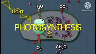 TAGALIZED PHOTOSYNTHESIS part3 LIGHT DEPENDENT REACTION [upl. by Elamor]