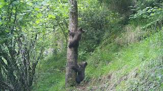 Cría del Oso Pardo en Asturias [upl. by Lazes]