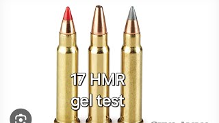 best bullet for the 17 HMR  ballistics gel comparison [upl. by Dor645]