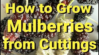 How to Grow Mulberries from Cuttings [upl. by Leodora64]