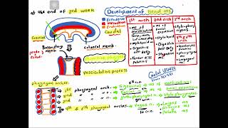 Embryology Development of musculoskeletal system for USMLE step 1 and undergraduates [upl. by Yer]