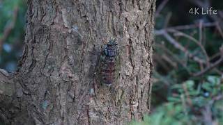 ヒグラシ Evening cicada［ 4K UHD ／ 昆虫 Insect ］ [upl. by Earissed]