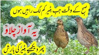 batair lagna ruk jain phir ye awaz chalaoquails morning callbatair ki awaz [upl. by Kerek]