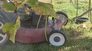 mowing and trimming with the craftsman 21 mulcher and Craftsman 27cc speed start weed wacker [upl. by Margette]