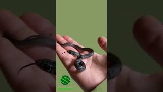 Super cute baby snakes 🐍 kyreptilezoo snakes reptiles rrg [upl. by Guendolen489]