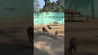 Nilgai  The largest antelope of Asia  Beautiful Nilgai  Sunbathing Nilgai  Wildlife [upl. by Ciredor688]